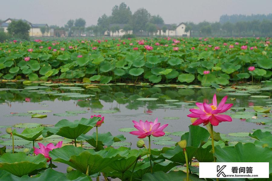 白洋淀旅游怎样避免踩坑？