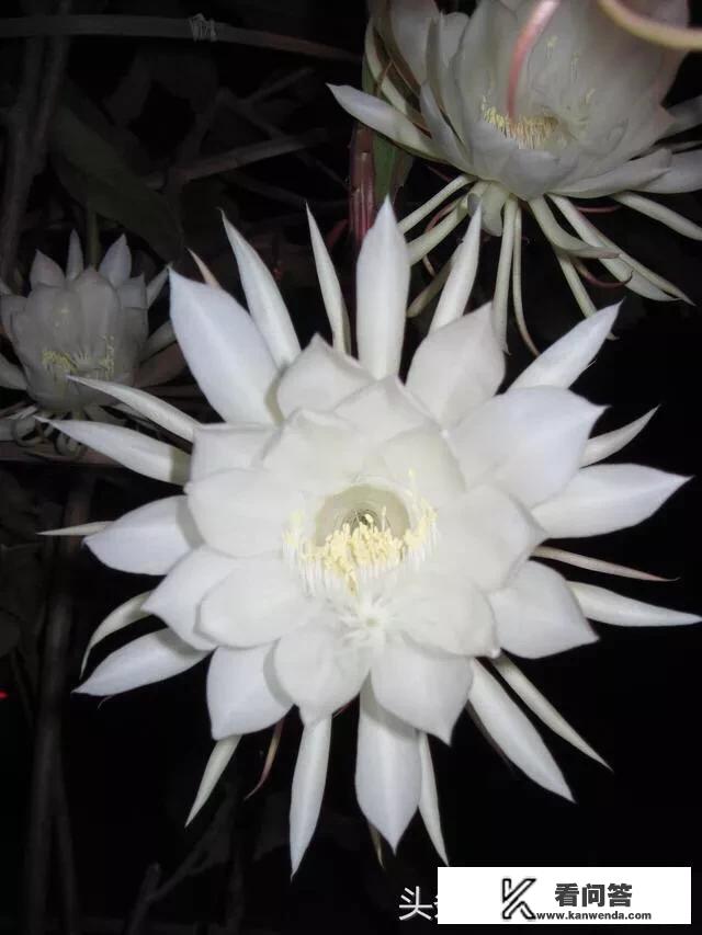 大尺度人兽恋，获第90届奥斯卡金像奖最佳影片，最佳艺术指导，你怎么看？