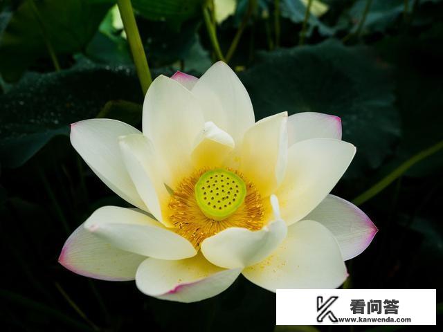 一个和尚挑水喝，两个和尚抬水喝，三个和尚没水喝。如果你是其中的一个，你会怎么办？
