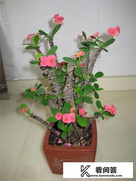 为什么说“好男不娶虎刺梅，好女不嫁流光锤”，有什么科学依据？