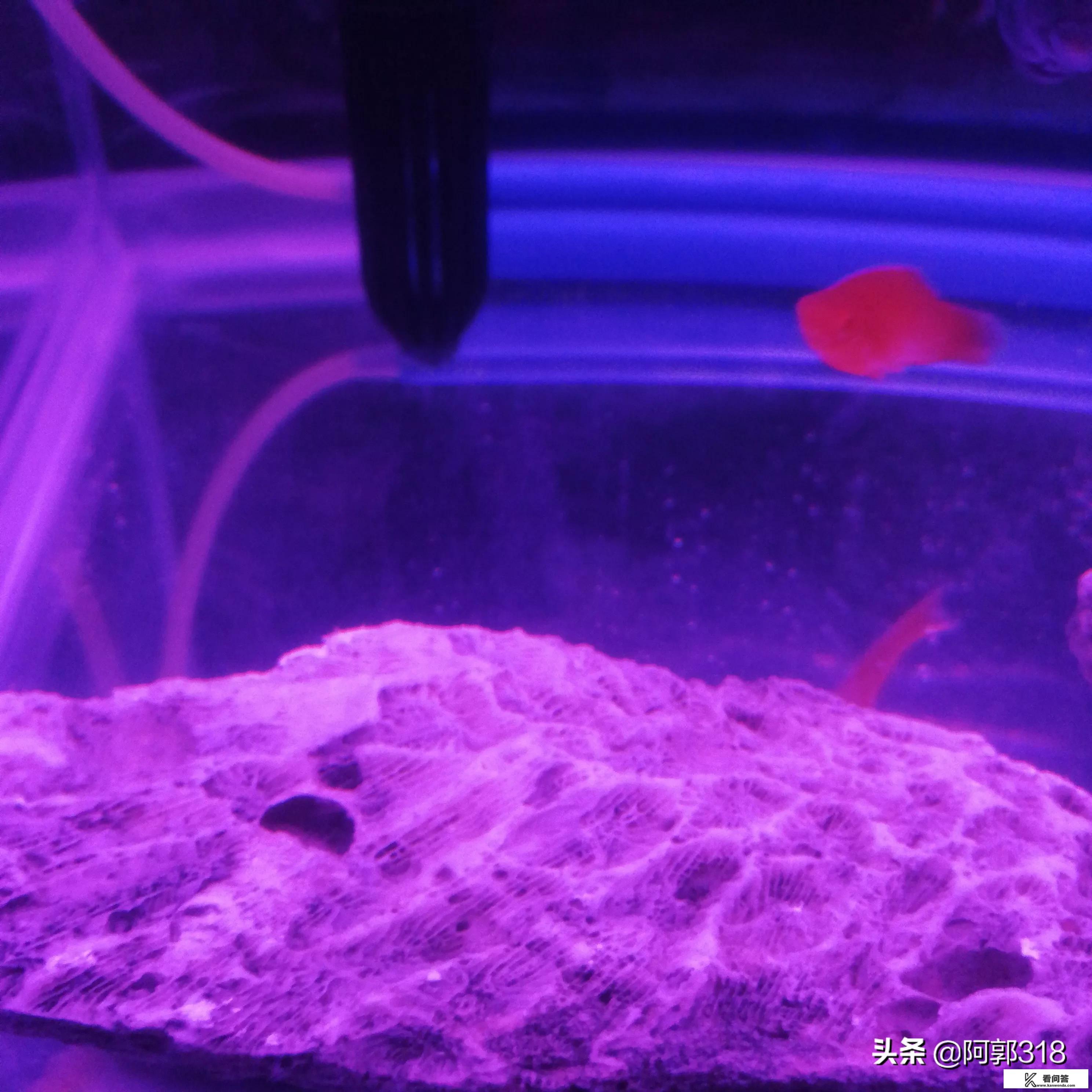 外出旅游可以捡石头回家吗？