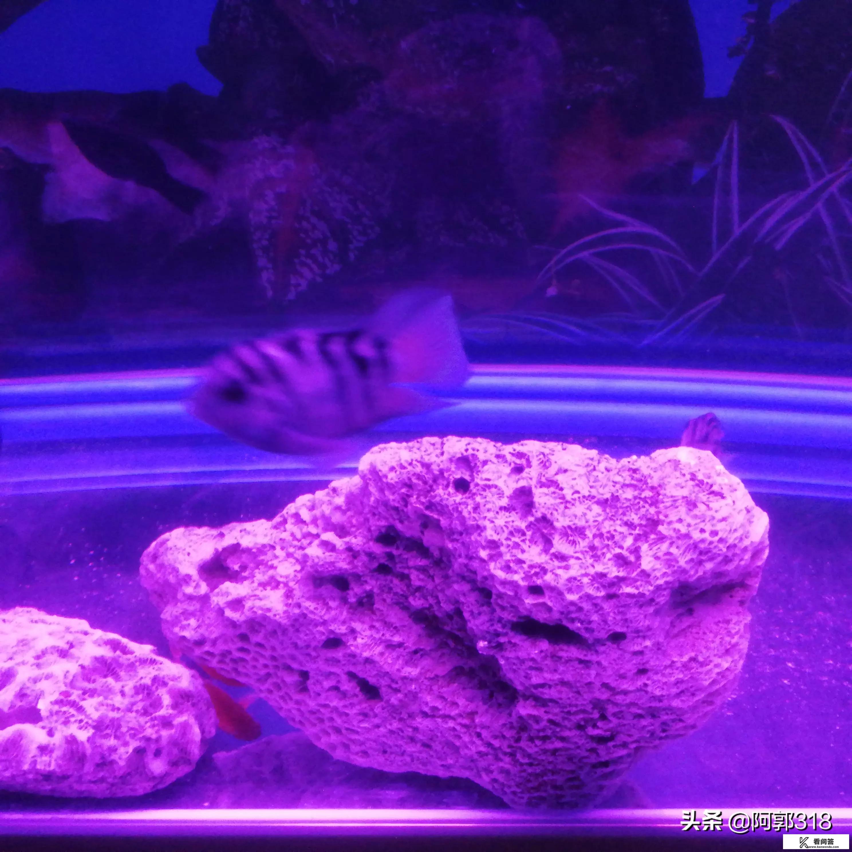 外出旅游可以捡石头回家吗？