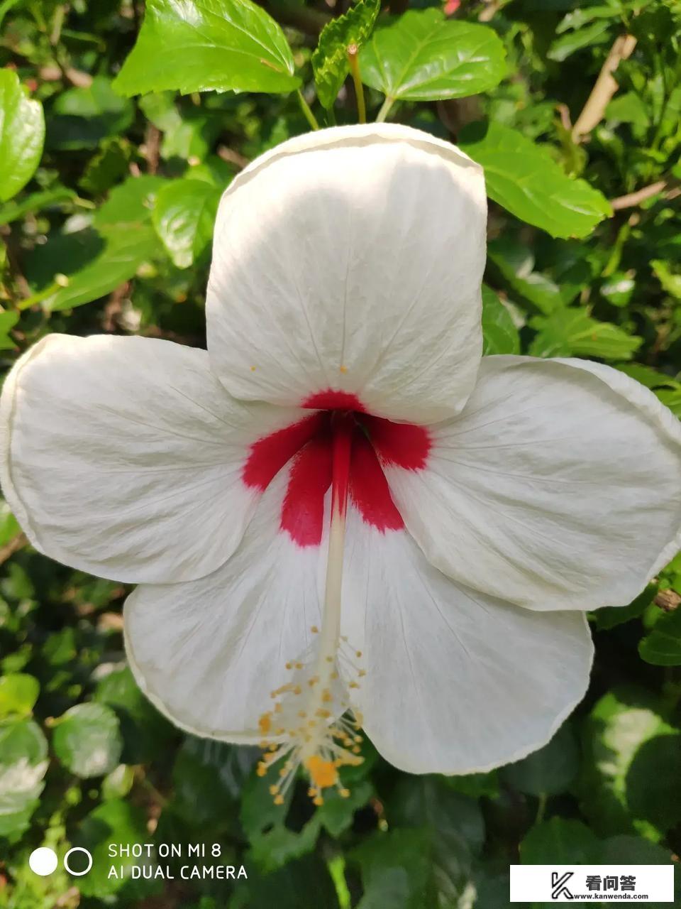 成都出游踏青赏花好去处？