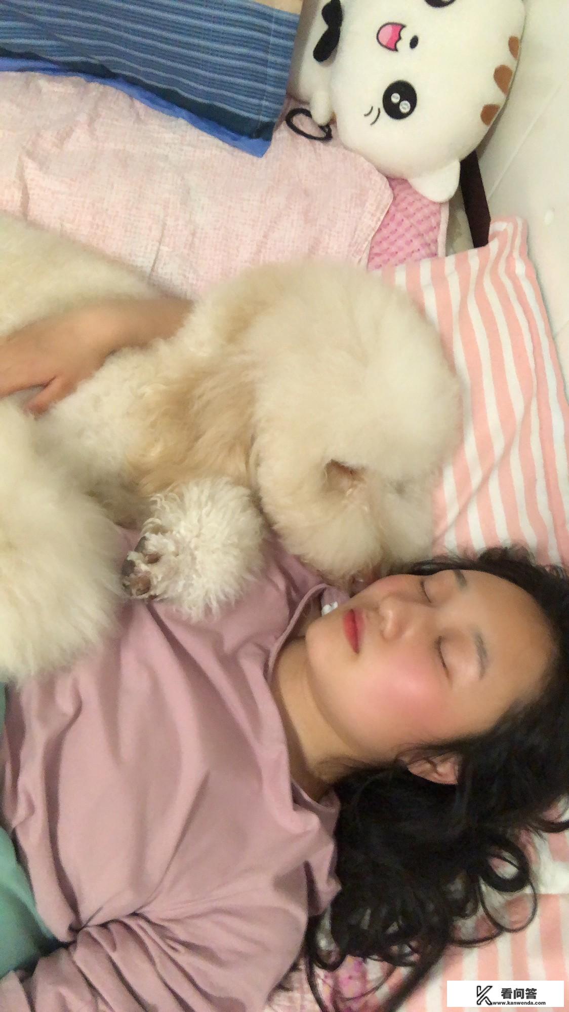 长途自驾游适合带什么宠物？