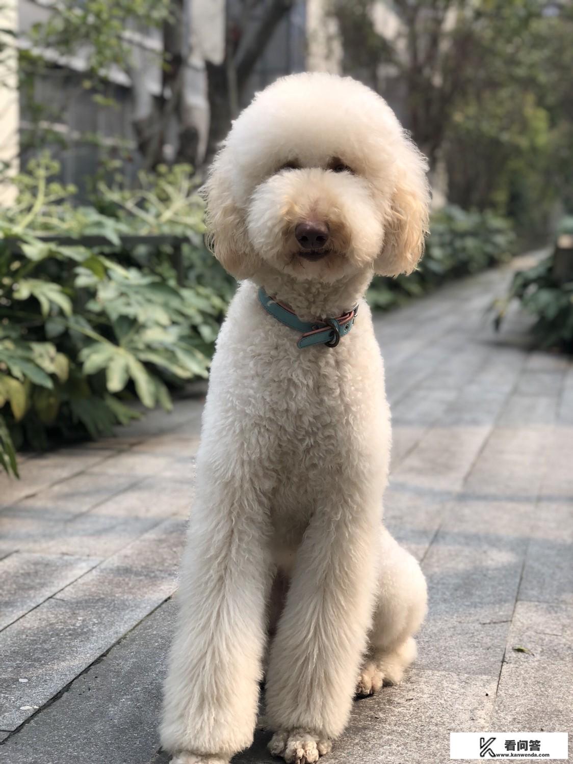 长途自驾游适合带什么宠物？