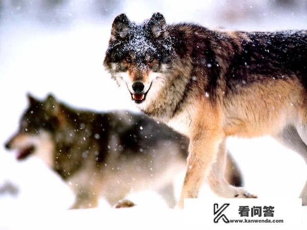 电影狩猎结局什么意思？