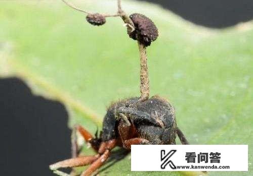 打僵尸第一视角是哪里来的？