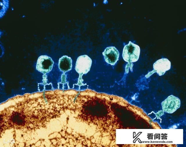 在宇宙中我们会不会是寄生在它文明中细菌？