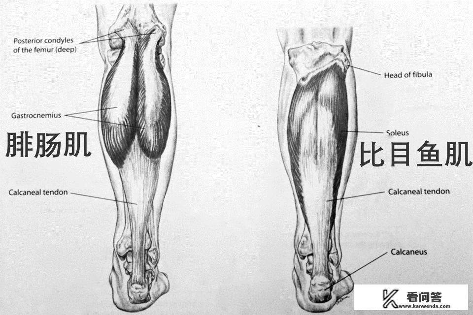 跳绳锻炼哪些肌肉？