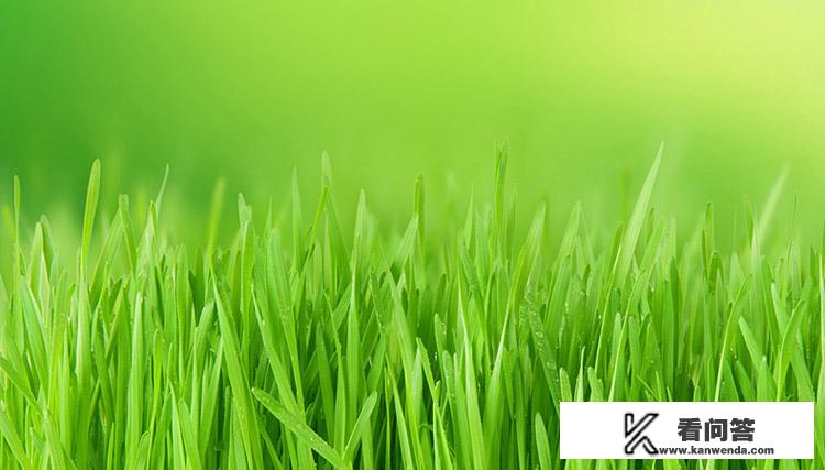 盆花叶子有蜜如何处理方法？