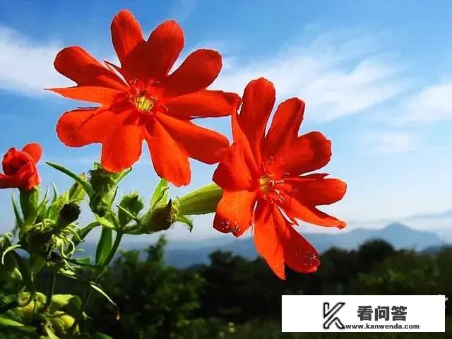 疫情期间，为什么央视每次新闻发布会戴口罩的的女记者都很漂亮？