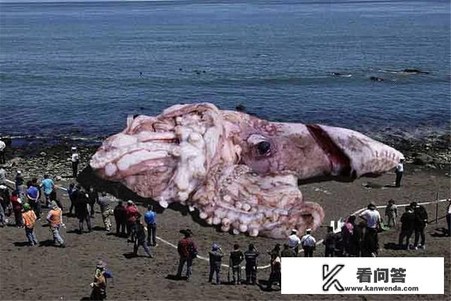 雷神深海巨妖怎么调？