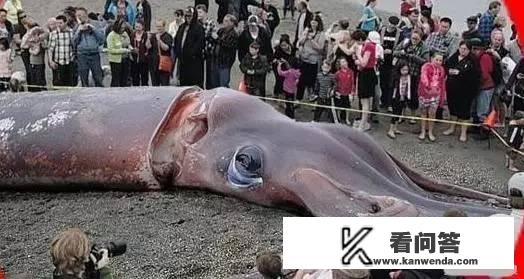 雷神深海巨妖怎么调？