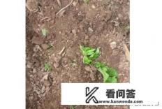 熊出没狗熊原型? 熊出没狗熊原型?