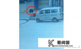 熊出没狗熊原型? 熊出没狗熊原型?