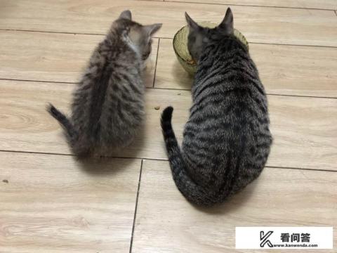 猫的身长一般多少米？