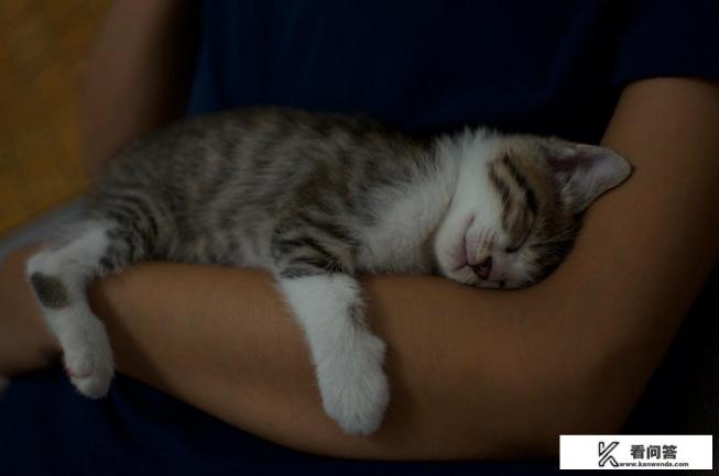 猫的身长一般多少米？