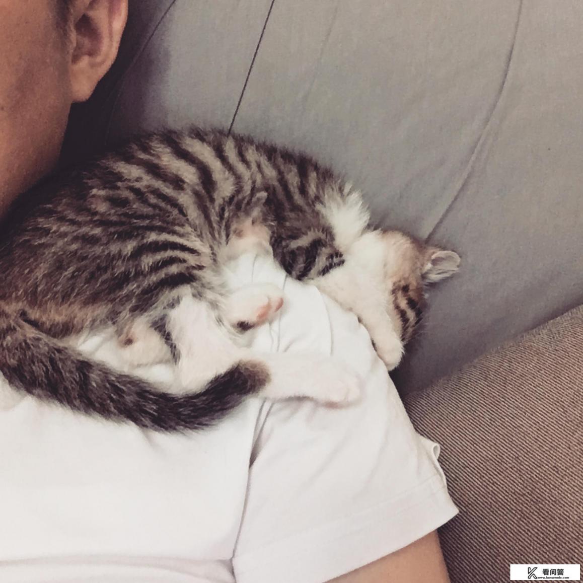 猫的身长一般多少米？