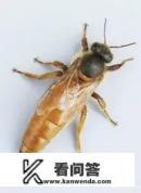 越冬，关王后育王在处女王，正常交尾下二十天产卵，正常吗？