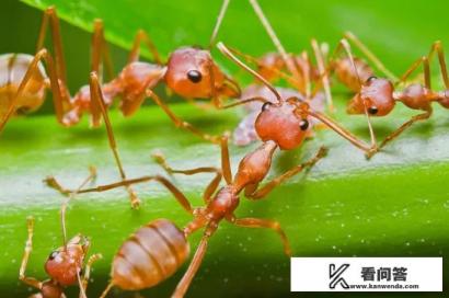 什么是红蚂蚁？