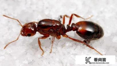 什么是红蚂蚁？