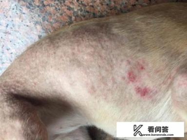 说说拉布拉多犬的优缺点有哪些？