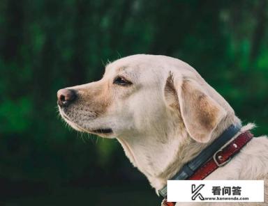 说说拉布拉多犬的优缺点有哪些？