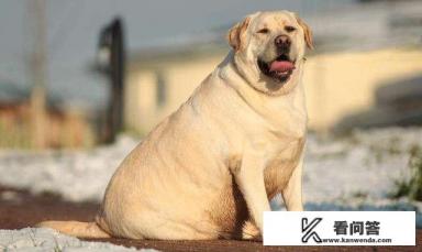 说说拉布拉多犬的优缺点有哪些？