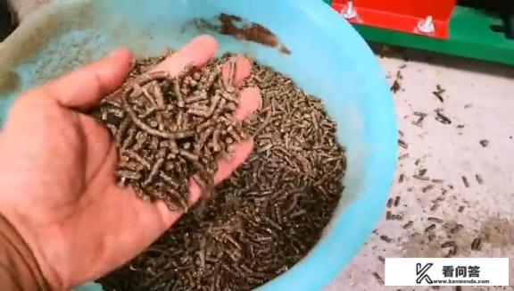 饲料颗粒机,您用过吗?感觉怎么样呢? 饲料颗粒机,您用过吗?感觉怎么样呢?