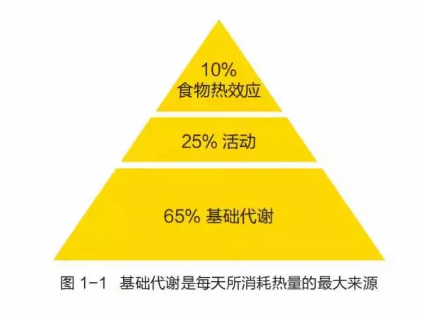 人一天的基础代谢是多少？