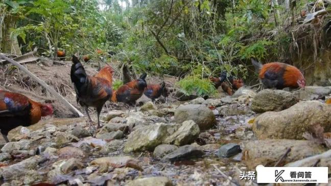 养山鸡需要布置多高的天网?需要预备些什么？