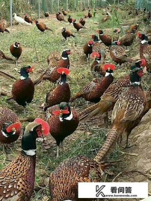 养山鸡需要布置多高的天网?需要预备些什么？