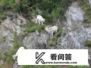 山羊为什么会爬悬崖? 山羊为什么会爬悬崖?