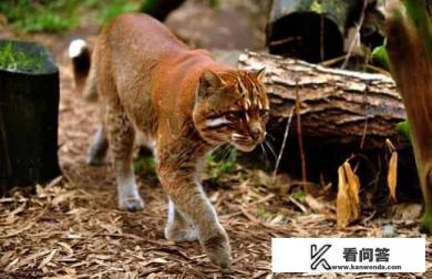 亚洲神秘之城涉及的地理知识？