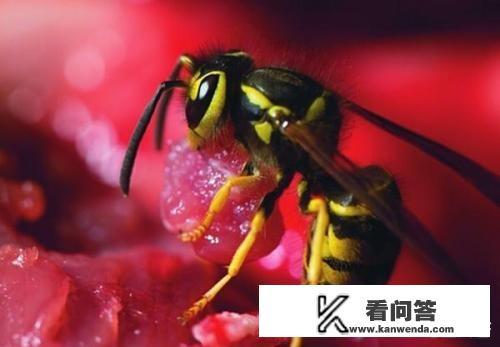 马蜂窝一般在什么地方？