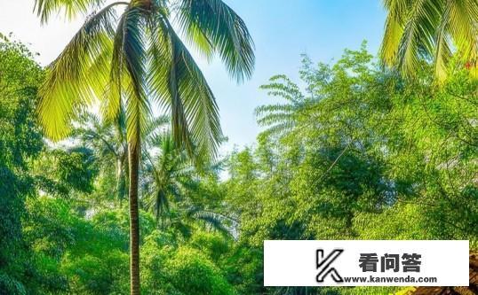 西双版纳全年天气介绍？西双版纳，全年气候特点与旅游指南