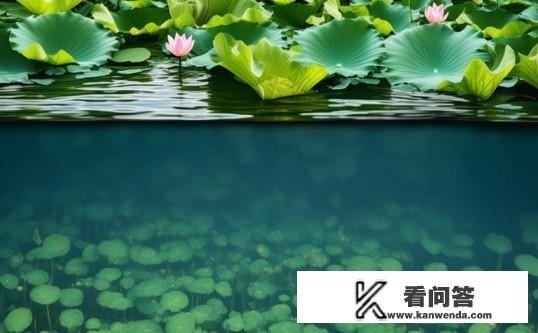 浅水藕每平米种苗多少？浅水藕种植，每平米需多少种苗？