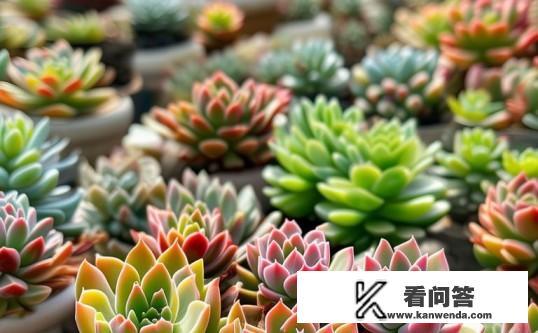 多肉韩国初恋是韩国进口的吗？多肉韩国初恋，是否为纯正韩国进口？