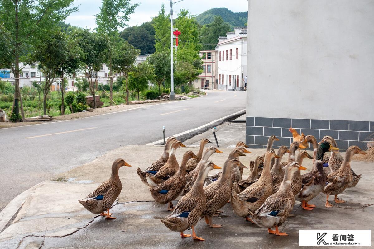 自由精神月季北方冬天室外能活吗？