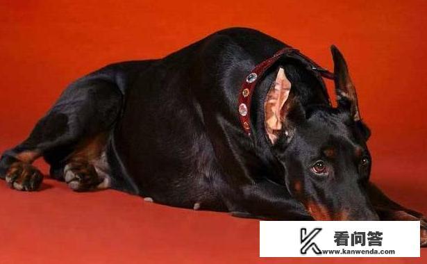 狗狗疫苗国产和进口有什么区别? 狗狗疫苗国产和进口有什么区别?