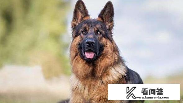 狗狗疫苗国产和进口有什么区别? 狗狗疫苗国产和进口有什么区别?