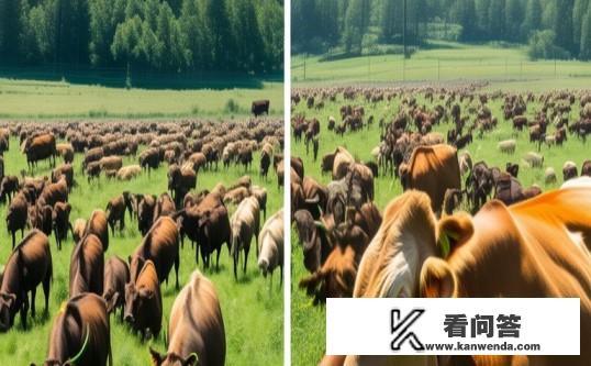 美国人推崇的“瘤胃开窗”养牛法，为什么在我国推广不开？瘤胃开窗养牛法，为何在美国风靡却在中国难以推广？