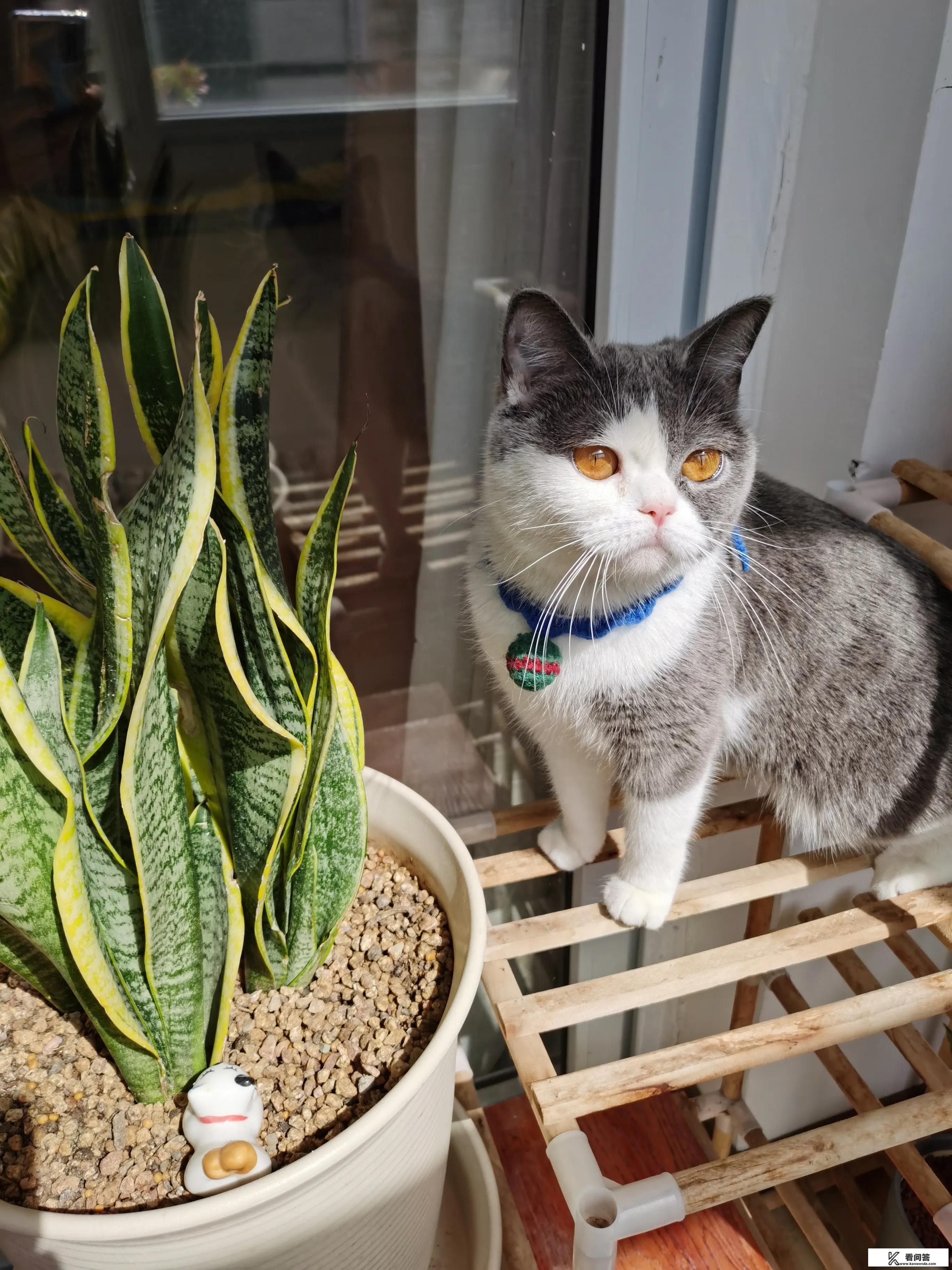 最聪明的猫是什么？