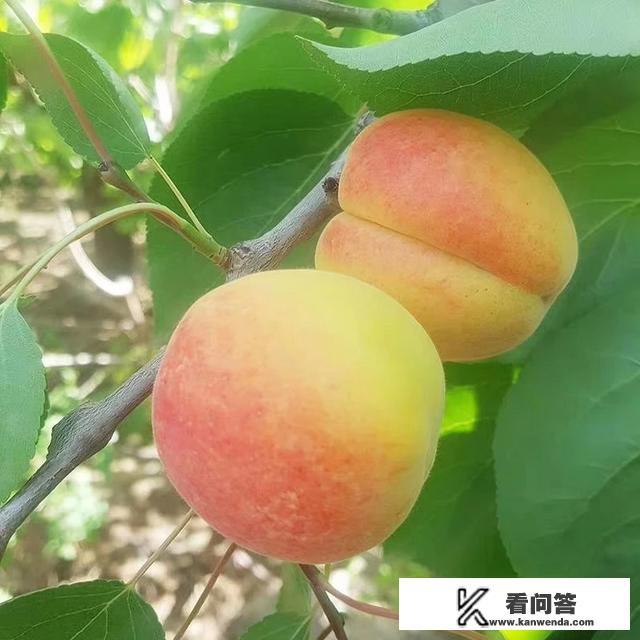 安徽砀山是一个什么样的地方？