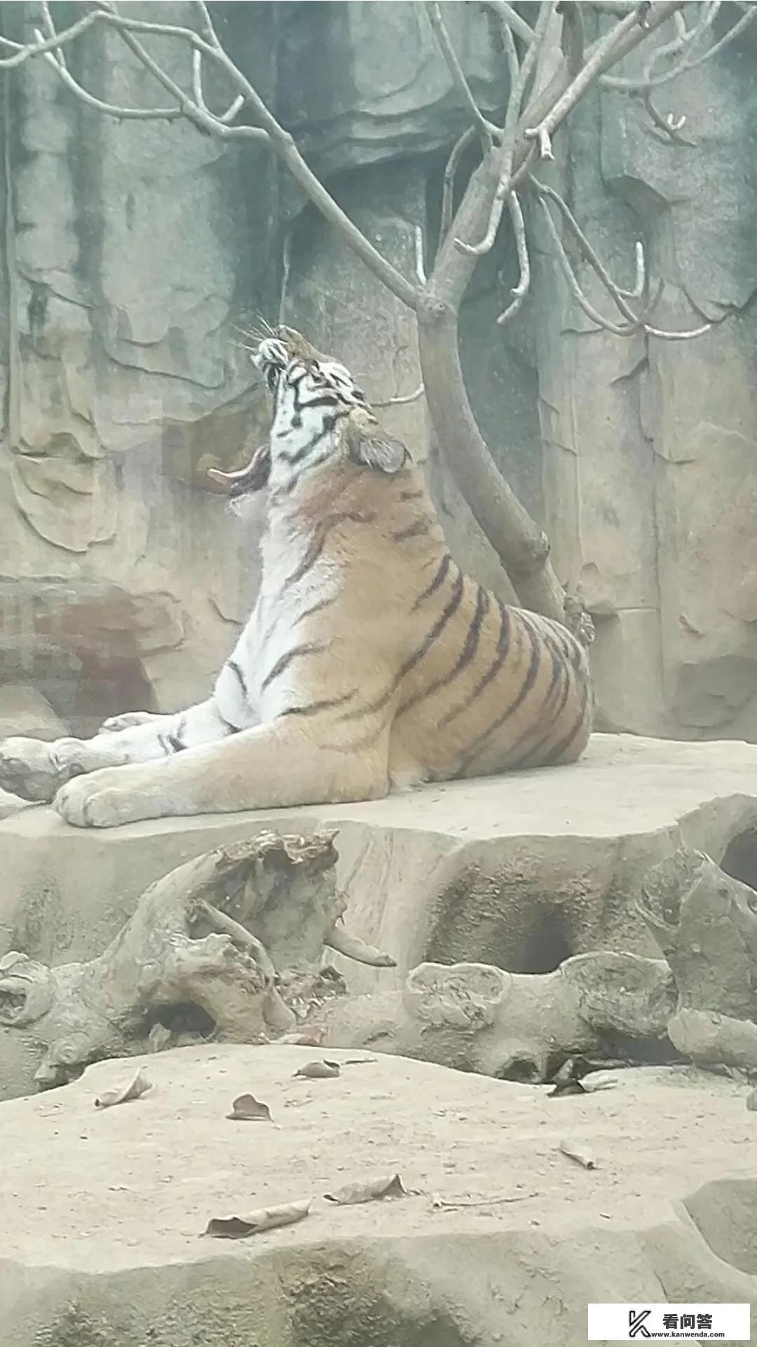 什么是动物园? 什么是动物园?