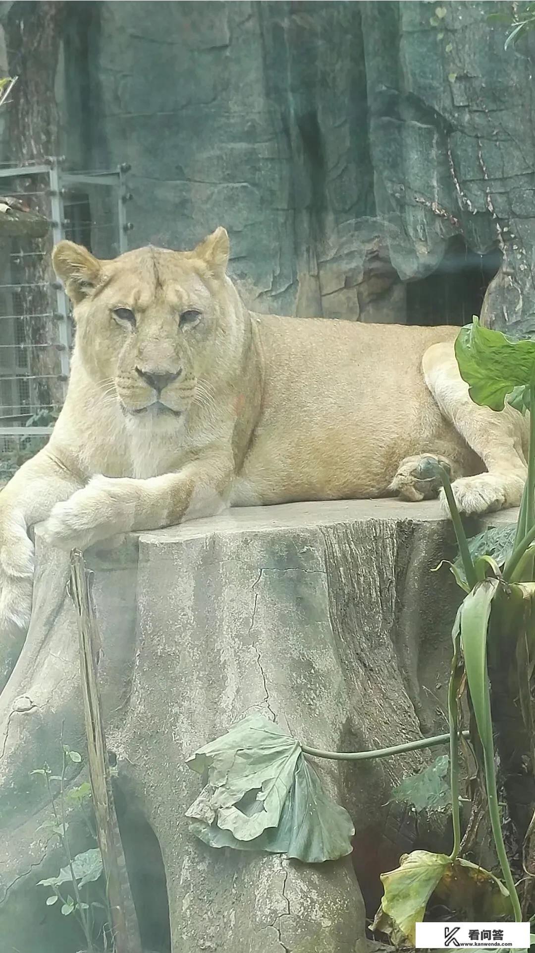 什么是动物园? 什么是动物园?