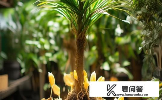 金钻怎么一株变多株？金钻植物如何实现一株变多株的繁殖技巧？