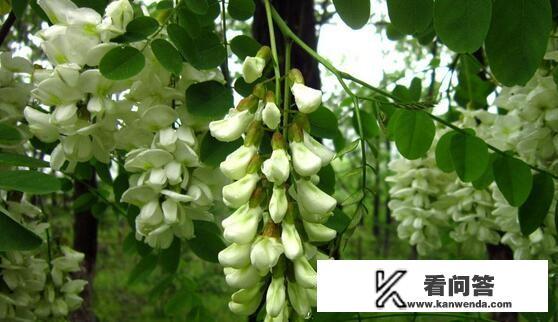 槐树详细介绍？