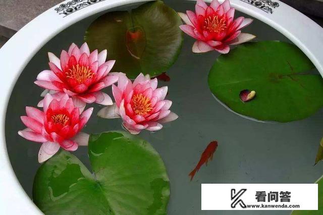 睡莲的养殖方法和注意事项？