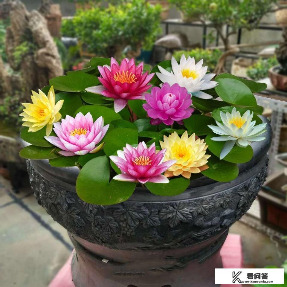 睡莲的养殖方法和注意事项？
